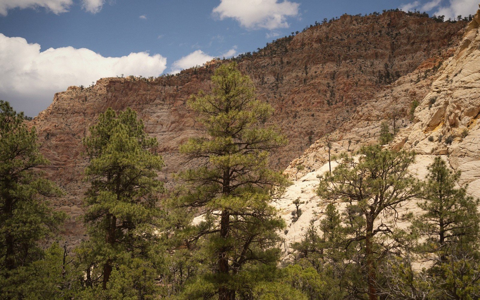 Ponderosa pines in a canyon with granite walls